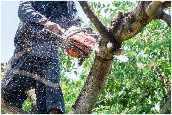 tree services Duvall